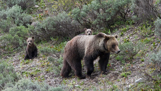 Wyoming's Grizzly Bear Hunt Won't Happen Without a Fight<em></em>